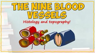 Blood Vessel Histology and Topography [upl. by Annawik265]