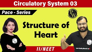 Circulatory System 03  Structure of Heart  Class 11  NEET [upl. by Mieka633]