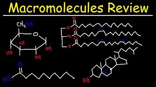 Macromolecules Review [upl. by Ettenaej180]