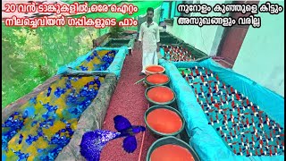 ആയിരക്കണക്കിന് Blue കളർ ഗപ്പികൾ മാത്രമുള്ള ഫാം  Blue Guppy Farm [upl. by Llenwad]