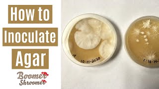 How to Inoculate Agar [upl. by Aniat617]