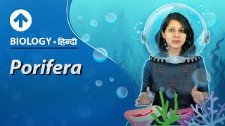 Porifera  Hindi  Diversity In Living Organisms  Biology Class 9 [upl. by Vanna]