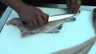 Passionate About Fish  How to fillet a Cod [upl. by Ainirtac]