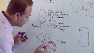 Ventricles and Aorticpulmonary Septum  Embryology [upl. by Nivlem472]