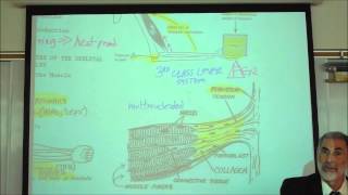 ANATOMY MYOLOGY PART 1 CHARACTERISTICS OF MUSCLES by Professor Fink [upl. by Llenyl901]