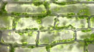 Cyclosis of chloroplasts in Elodea canadensis [upl. by Oidgime]