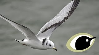 BTO Bird ID  Kittiwake and Other Small Gulls [upl. by Andrews]