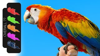 Scarlet Macaw The Best Pet Parrot [upl. by Agee]