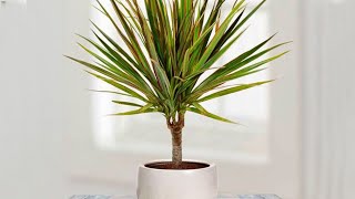 How to propagate DRACAENA MARGINATA from cuttings  DRAGON TREE care [upl. by Hsiri535]