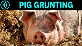 PIG GRUNTING SOUND EFFECT  Grunting Pig  Free Pig Grunting Noise Sound FX for Download [upl. by Tecil]