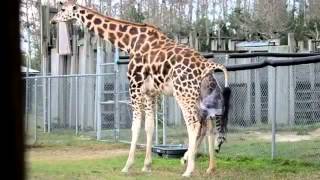 Giraffes Giving Birth at Zoo [upl. by Ahsoem803]