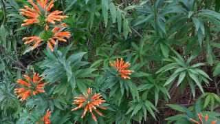 Leonotis leonurus  Wild dagga  Lions tail  HD 01 [upl. by Eyaf]