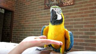 The Real Macaw Talking Parrot [upl. by Stephanus]