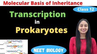 Transcription in Prokaryotes  Class 12 Genetics  NEET Biology [upl. by Lyndsey]