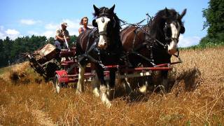 Green Mountain Draft Horse Field Day SIV233 [upl. by Kelci637]