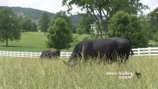 Deer Valley Farm Quality Angus cattle [upl. by Ainslee]