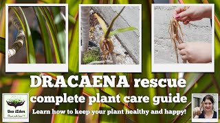 How I saved a Dracaena Marginata  plant care tips [upl. by Nosnibor884]