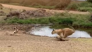 Lion fails to catch gazelle in epic safari footage [upl. by Towney133]