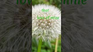 Dandelions lyrics [upl. by Aramoix]