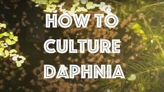 How To Culture Daphnia Magna [upl. by Wymore]