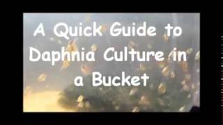 How to culture daphnia outside [upl. by Tzong308]