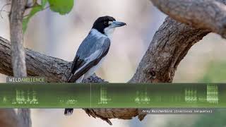 Grey Butcherbird Calls amp Song [upl. by Aleira]