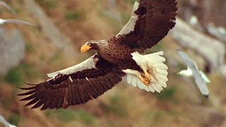 Worlds Largest Eagle Attacks Kittiwake Birds  Blue Planet  BBC Earth [upl. by Oinegue307]