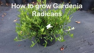 How to grow Gardenia Radicans the dwarf fragrant evergreen shrub [upl. by Votaw]