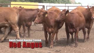 2015 American Rancher Featuring Red Angus Association [upl. by Donelson]