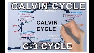 Photosynthesis  Calvin Cycle [upl. by Rednav]