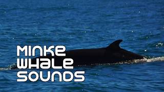 Minke Whales Underwater Sounds [upl. by Anabal941]