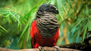 10 Beautiful Exotic Birds You Wont Believe Actually Exist [upl. by Sitoel]