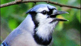 Exceptional Blue Jay Calls [upl. by Ivz]