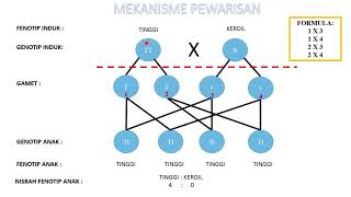 Sains Tingkatan 4 KSSM I BAB 5 I Mekanisme Pewarisan Mendel [upl. by Garretson]