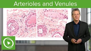 Arterioles amp Venules Main Differences – Histology  Lecturio [upl. by Marika918]