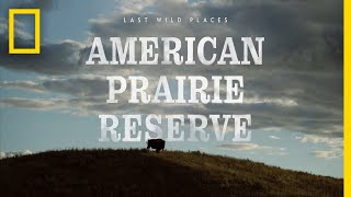 Last Wild Places American Prairie Reserve  National Geographic [upl. by Kwok236]