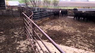 Angus Cattle Mooing [upl. by Oyam]