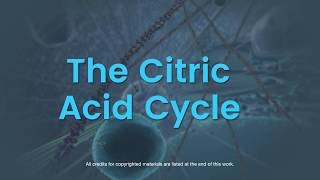 Overview of the citric acid cycle [upl. by Assirat]