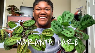 How to care for Maranta Prayer Plant Indoors  Planting The World Red [upl. by Nas598]