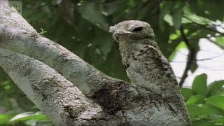 Top 10 SNEAKY Animal Camouflages  BBC Earth Explore [upl. by Ahsinrac111]