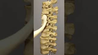 How does a rib articulate with thoracic vertebrae [upl. by Danell]