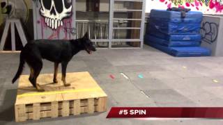 Wendy Bemis Beauceron Trick Dog Champion at Michigan Dog Training [upl. by Erin]