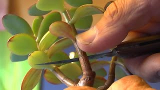 Geldbaum Bonsai schneiden und vermehren [upl. by Anilev]