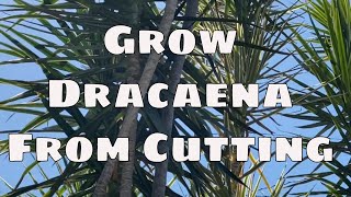 Grow Dracaena Marginata From Cutting Care Propagation with Updates Tropical Plant [upl. by Lennahs]