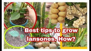 BEST TIPS TO PLANT LANZONES  HOW TO GROW LANZONES  EVAS VLOG [upl. by Aidnac]