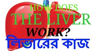 The Liver amp Biliary System Bangla  লিভারের কাজ  লিভার  Bangla medical  চিকিৎসা বিজ্ঞান [upl. by Nosemaj722]