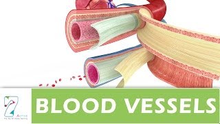 BLOOD VESSELS [upl. by Norton]