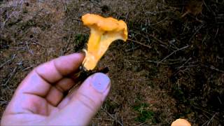 Chanterelle Identification [upl. by Redleh457]