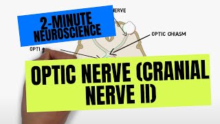 Cranial Nerve BASICS  The 12 cranial nerves and how to REMEMBER them [upl. by Nolrev]