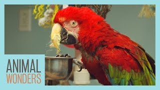 Macaws What Where How [upl. by Easton]